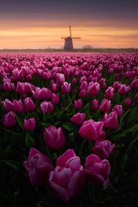 Fotografi Tulip Mania, SANDEEP MATHUR