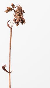 Konstfotografering Dried brown plant 2, Studio Collection, (26.7 x 40 cm)