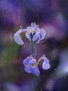 Konstfotografering Iris in rain, YoungIl Kim, (30 x 40 cm)