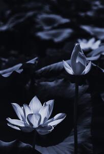 Fotografi Midsummer lotus, Sunao Isotani, (26.7 x 40 cm)