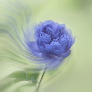 Konstfotografering Blue rose, Judy Tseng, (40 x 40 cm)