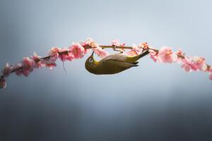 Fotografi Spring is coming, Vu van quan, (40 x 26.7 cm)