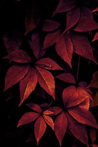 Konstfotografering Dark Leaves, Mareike Böhmer, (26.7 x 40 cm)