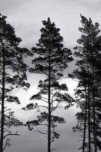 Konstfotografering Swedish Trees, Mareike Böhmer, (26.7 x 40 cm)