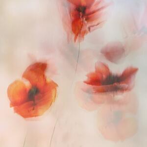 Illustration Painted poppies, Nel Talen, (40 x 40 cm)