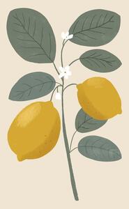 Illustration Lemon flower, Katarzyna Gąsiorowska