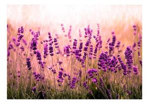 Självhäftande Fototapet - Lavender in the Rain - 196x140