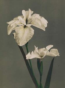 Bildreproduktion Iris Kaempferi, 1896, Ogawa Kazumasa