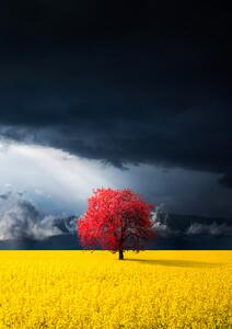 Fotografi Red tree, Bess Hamiti