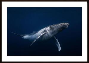 Humpback Whale In Blue Poster