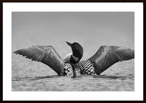 Common Loon In Black And White Poster