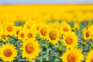 Fotografi Sunflower field, Alexander Spatari