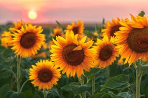 Fotografi Sunset Flowers, Evgeni Dinev Photography