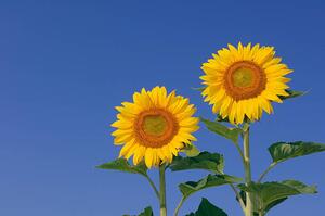 Fotografi Two sunflowers against clear blue, Martin Ruegner