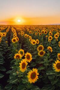 Fotografi Sunflower field, Olga Rolenko