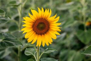 Fotografi Sunflower natural background. Sunflower blooming. Close-up, Rapeepong Puttakumwong