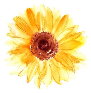 Fotografi Hand drawn watercolorsunflower in yellow color, bokasin