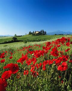 Fotografi Italy, Tuscany, Val d'Orcia, farmhouse on, David C Tomlinson