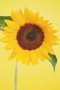Fotografi Sunflower, DAJ