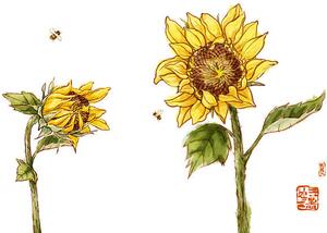 Fotografi Sunflowers, BJI / Blue Jean Images