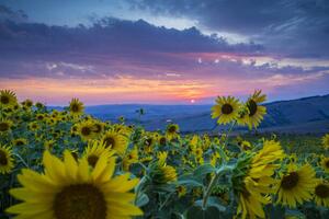 Fotografi Beautiful landscape with sunflowers, Guido Cozzi/Atlantide Phototravel