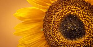 Fotografi Sunflower Banner, Brais Seara