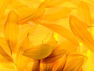 Fotografi Sunflower petals, vkbhat