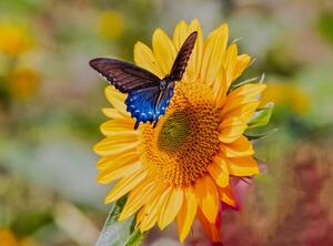 Fotografi Swallowtail on Sunflower, Dennis Govoni