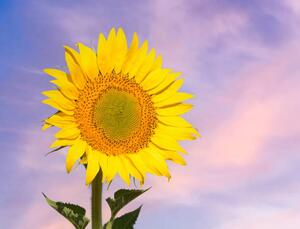 Fotografi Sunflower flower in spring against the, Jose A. Bernat Bacete