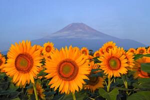 Fotografi Fuji and sunflower, I love Photo and Apple