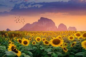 Fotografi Sunflower field with the evening sun, sarayut Thaneerat