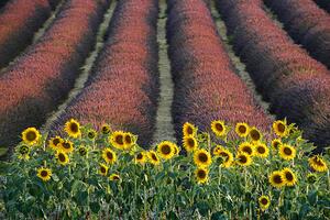 Fotografi Sunflowers, lavender, Valensole, Provence, France, David Clapp