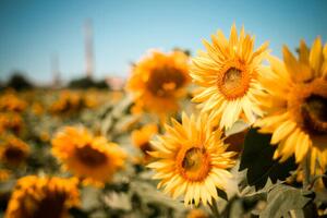 Fotografi Close-up of sunflowers on field against, Andrean Taufik / 500px