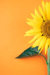 Fotografi Sunflower, pepifoto