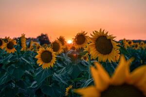 Fotografi Sunflower field at beautiful sunset., wilatlak villette