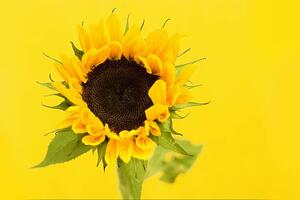 Fotografi Sunflower, Dizzy