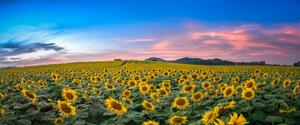 Fotografi Sunflower field at sunset, Sarrote Sakwong