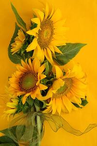 Fotografi Sunflowers on Yellow, Kathryn8