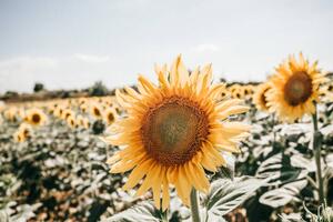 Fotografi sunflowers in Italy, Carol Yepes