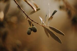 Fotografi Olivenbäume Olivenplantage in der Toscana Italien, Tabitha Arn