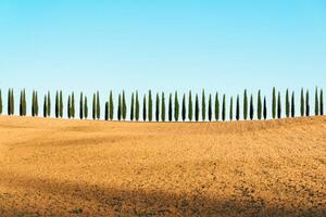 Fotografi Tuscany landscape of cypresses trees, Val, joci03
