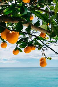 Illustration Amalfi Coast Oranges, Bethany Young