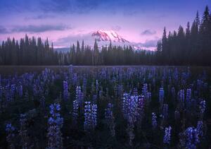 Fotografi Adam's Lupine, Atanu Bandyopadhyay