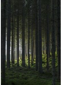 Poster - Woods - 21x30