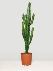 XL Kaktus Euphorbia