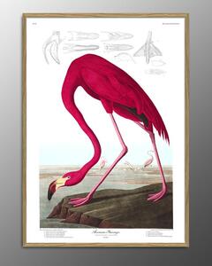 The Dybdahl Co - American Flamingo. Print #6500 - Affisch - Flamingo - 112x158 cm Paper