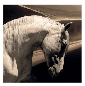 ARABIAN HORSE Tavla - Photo on Plexiglass, 100x100cm