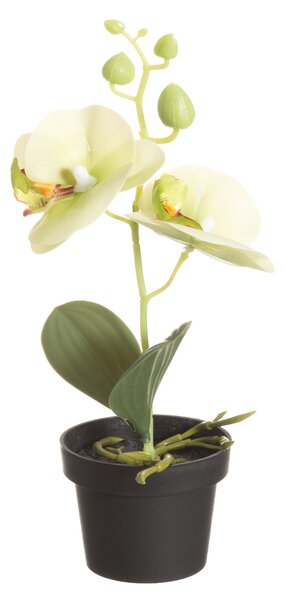 4Living Konstgjord växt - Orkidé 25 cm - Ljusgrön