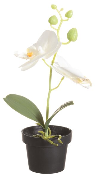 4Living Konstgjord växt - Orkidé 25 cm - Elfenbensvit