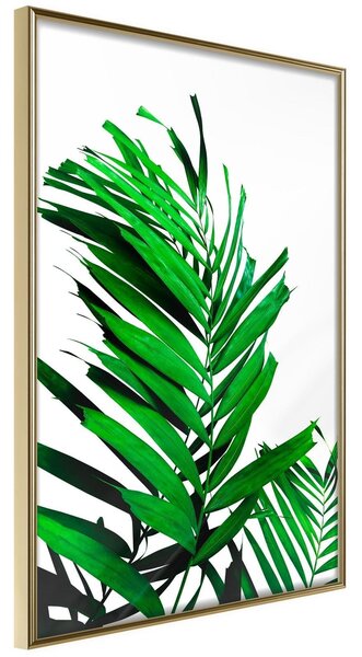 Inramad Poster / Tavla - Emerald Palm - 20x30 Guldram